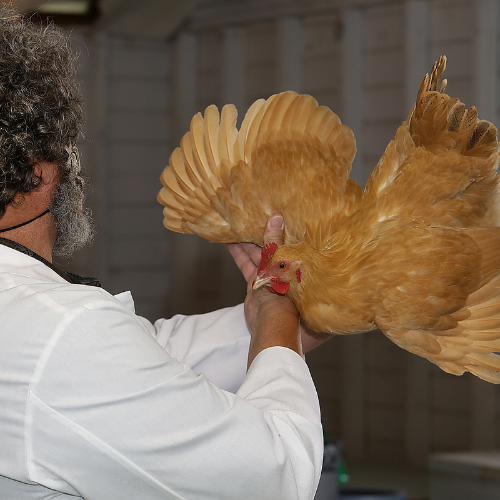 Poultry Project Resources MSU Extension Sanders County Montana